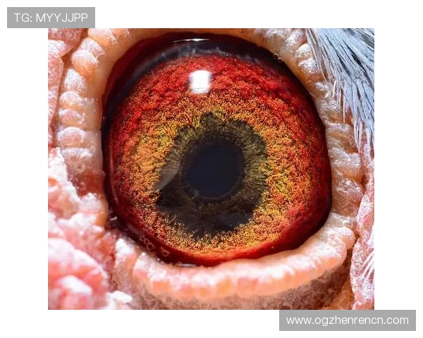 如何快速完成agapp新版登录步骤实现顺畅访问